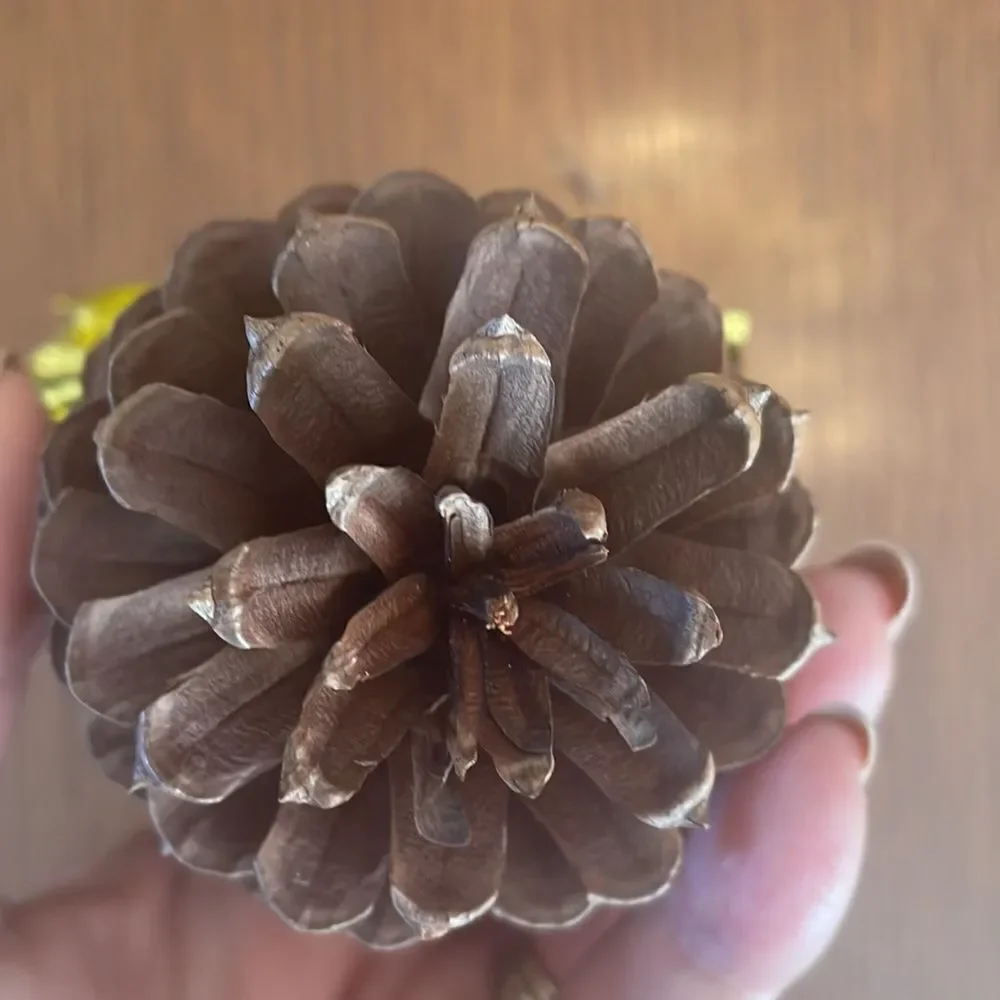 Fun & kitschy pine cone singing angel Christmas ornament with gold‎ wings & halo